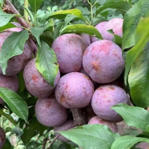 三华李