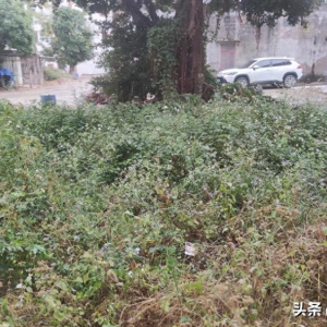 禁种铲毒走进张屋村委会