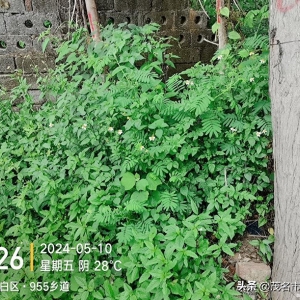 禁种铲毒排查进行时